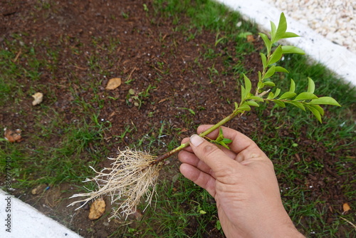 young alligustrum cutting with roots held by man photo