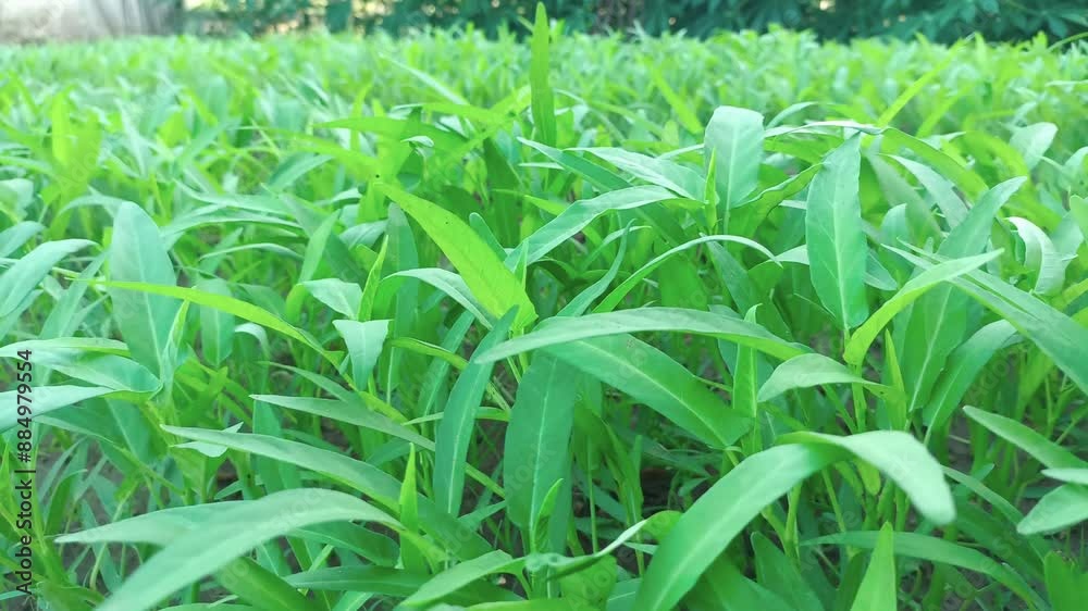 Fresh Kale Vegetable in the garden. Green Swamp Cabbage. Water Spinach (Ipomoea Aquatica). Fresh Kale Vegetable in the garden. Green Swamp Cabbage. Water Spinach (Ipomoea Aquatica).