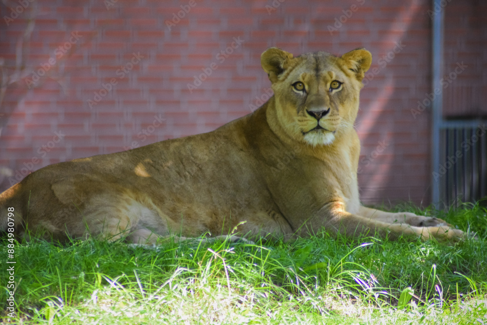 Obraz premium Lioness lying in the grass