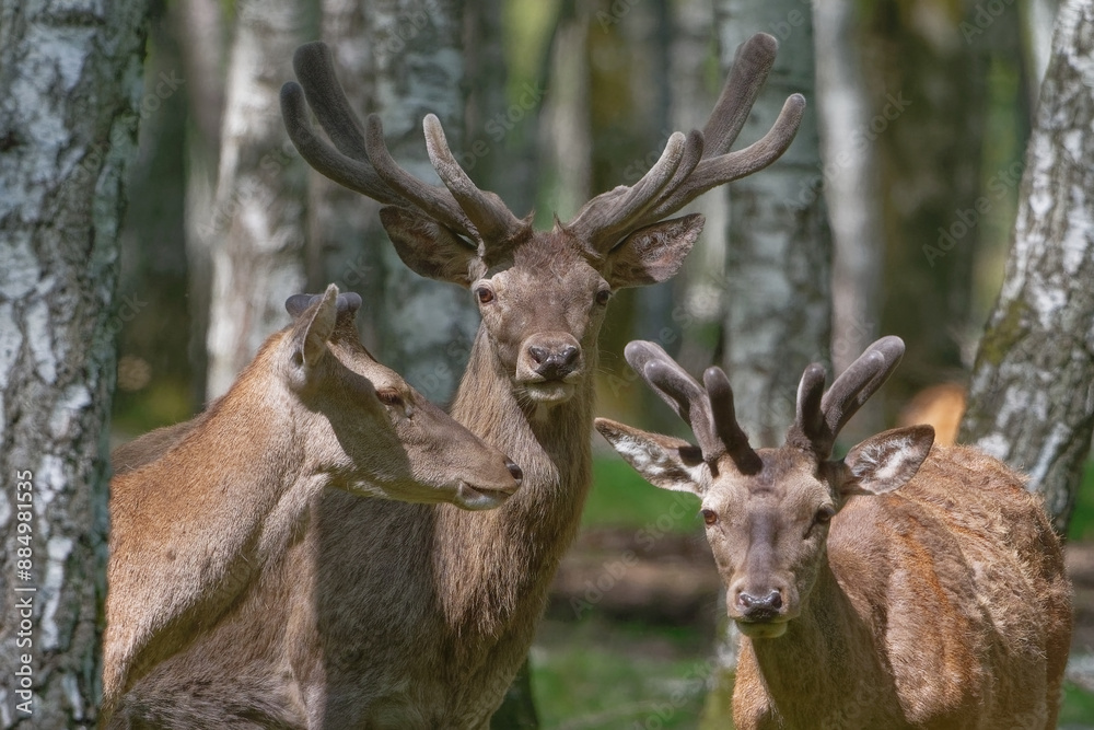 cerf - cervus elaphus
cerf - cervus elaphus