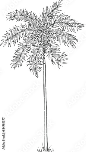 Hand drawn tropical palm tree. Vector of hawaii beach palm tree, fern and frond outline, botany flora tropical illustration