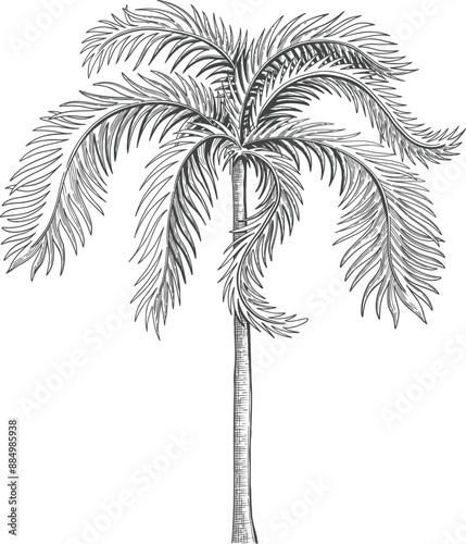 Hand drawn tropical palm tree. Vector of hawaii beach palm tree, fern and frond outline, botany flora tropical illustration