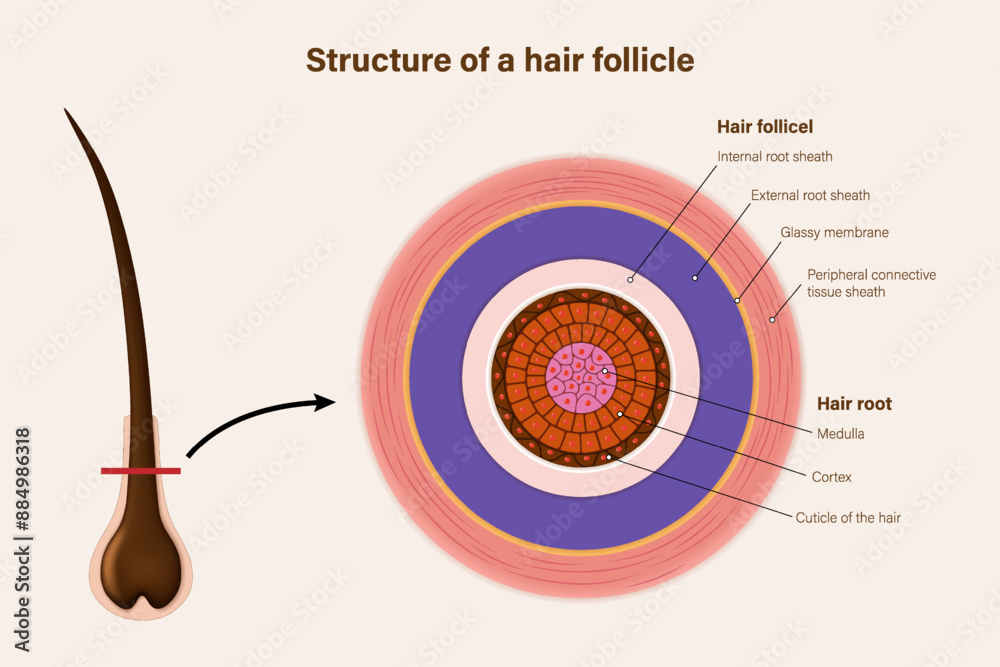 Structure of a hair follicle vector. Human hair follicle histology ...