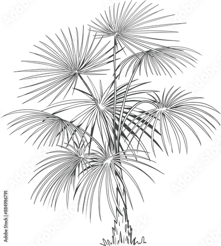 Hand drawn tropical palm tree. Vector of hawaii beach palm tree, fern and frond outline, botany flora tropical illustration