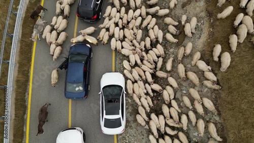 Aerial video of a flock of sheep in the mountains of Romania photo