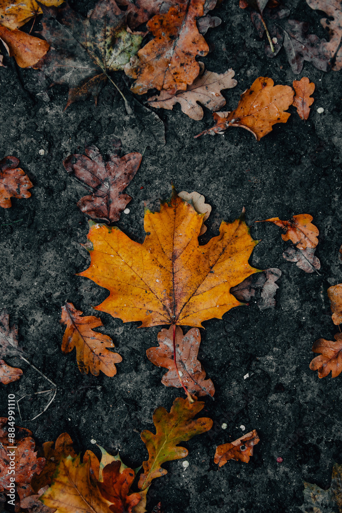 Herbst Blätter