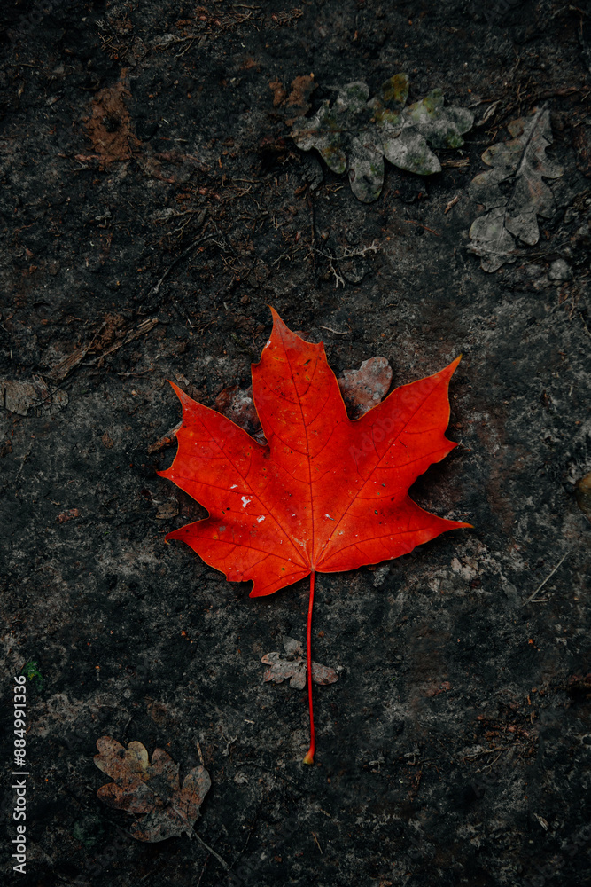 Rotes Laubblatt Rotes Laubblatt
