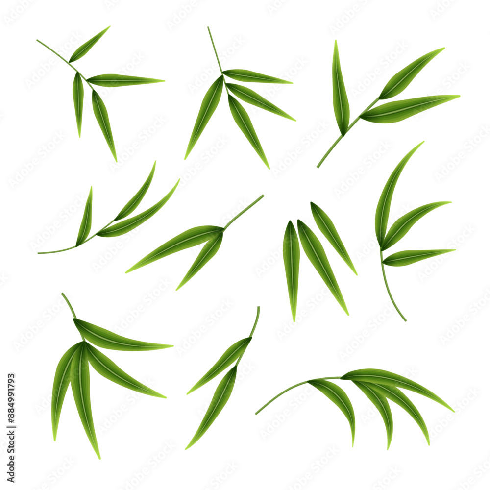 Naklejka premium A set of decorative green twigs. Bamboo twigs with leaves isolated on a white background