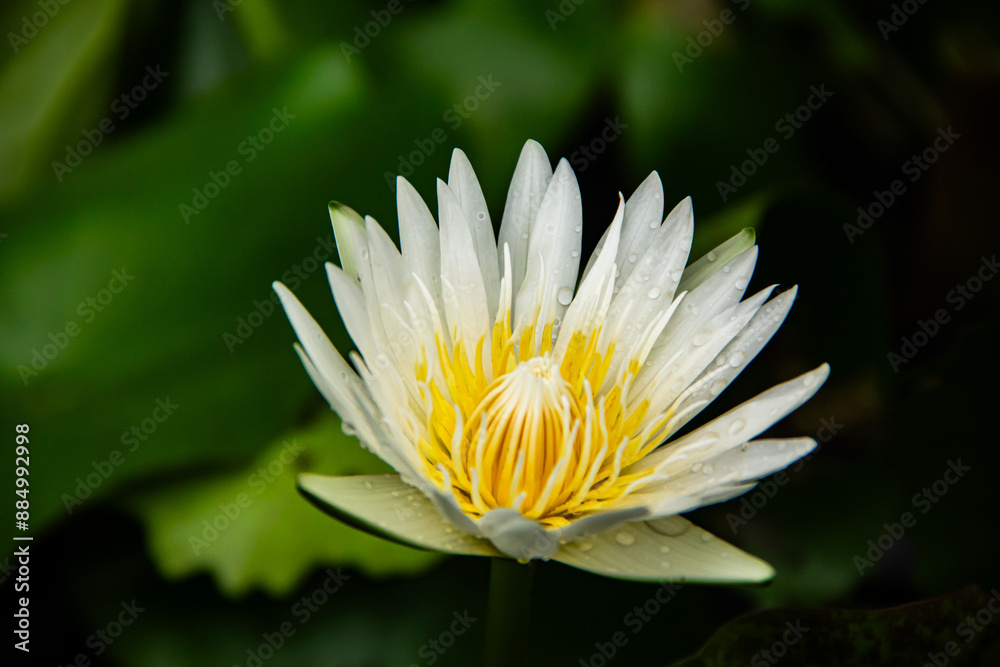 white lotus blooming in a pound. white lotus blooming in a pound.