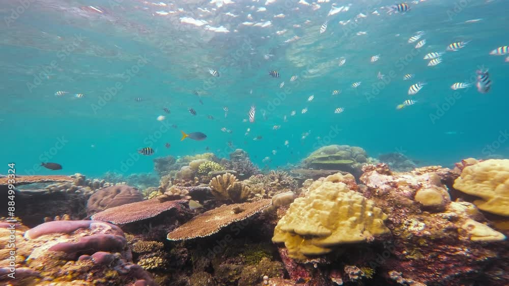 A bustling coral reef teemming with a multitude of Sergeant Major fish (Abudefduf saxatilis) swimming in harmony as the camera glides over bottom. Underwater shot of Great Barrier Reef, Australia A bustling coral reef teemming with a multitude of Sergeant Major fish (Abudefduf saxatilis) swimming in harmony as the camera glides over bottom. Underwater shot of Great Barrier Reef, Australia