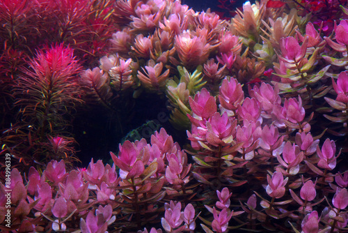 Bacopa colorata the pink color auatic plant in Colorful planted aquarium tank. Aquatic plants tank. Dutch inspired aquascaping with colorful aquatic stem plants. Aquarium garden, selective focus photo