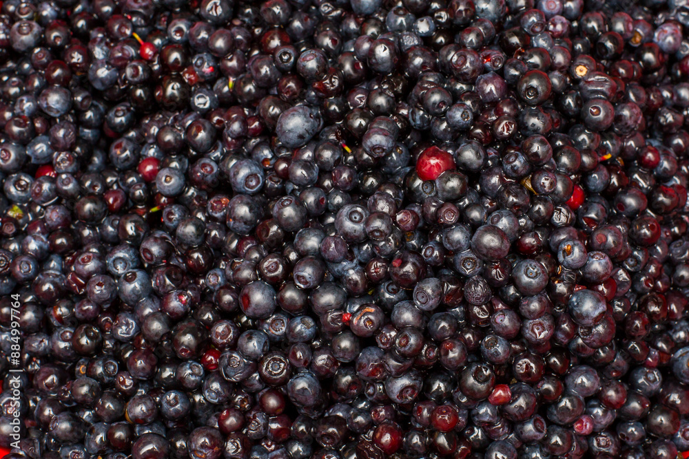 Freshly picked organic wild blueberries Freshly picked organic wild blueberries