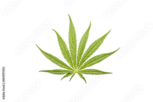 Cannabis Leaf on White Background