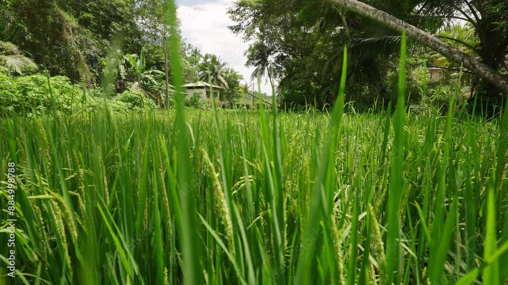 Green rice ears sway gently in breeze at organic Asian farm. Lush cultivation frames traditional farmhouse. Sustainable agriculture, growth cycle, serene rural setting. Slow motion. Green rice ears sway gently in breeze at organic Asian farm. Lush cultivation frames traditional farmhouse. Sustainable agriculture, growth cycle, serene rural setting. Slow motion.