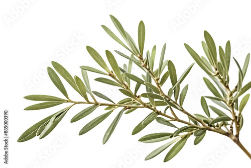 Olive Branch with Green Leaves Isolated on White Background