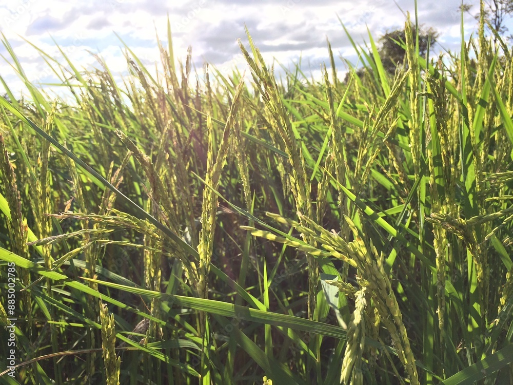 Fototapeta premium green grass in the wind
