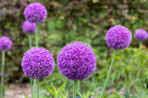 A unique allium giganteum flower with large spherical flowers.　