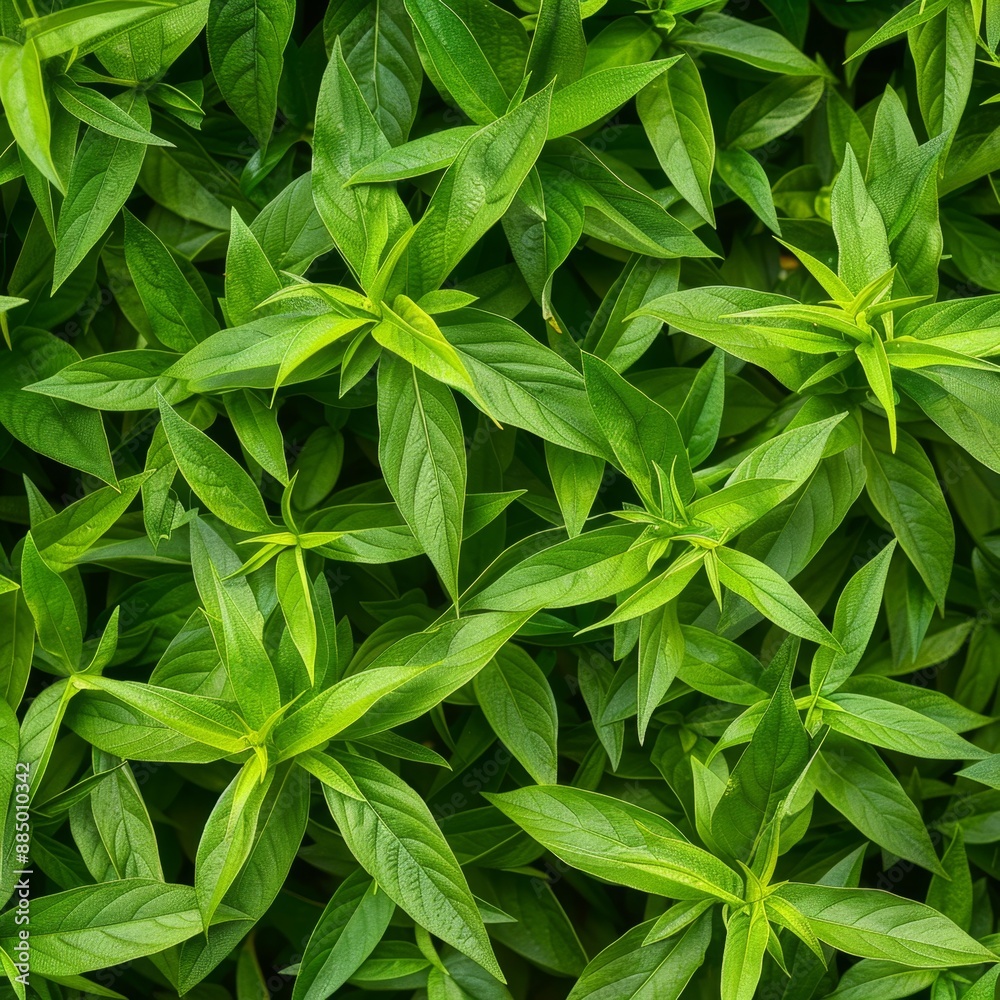 Many fresh lemon verbena leaves texture background, fragrant spices pattern, Aloysia citrodora Many fresh lemon verbena leaves texture background, fragrant spices pattern, Aloysia citrodora