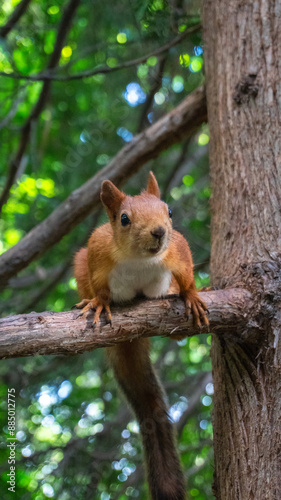 squirrel on a tree