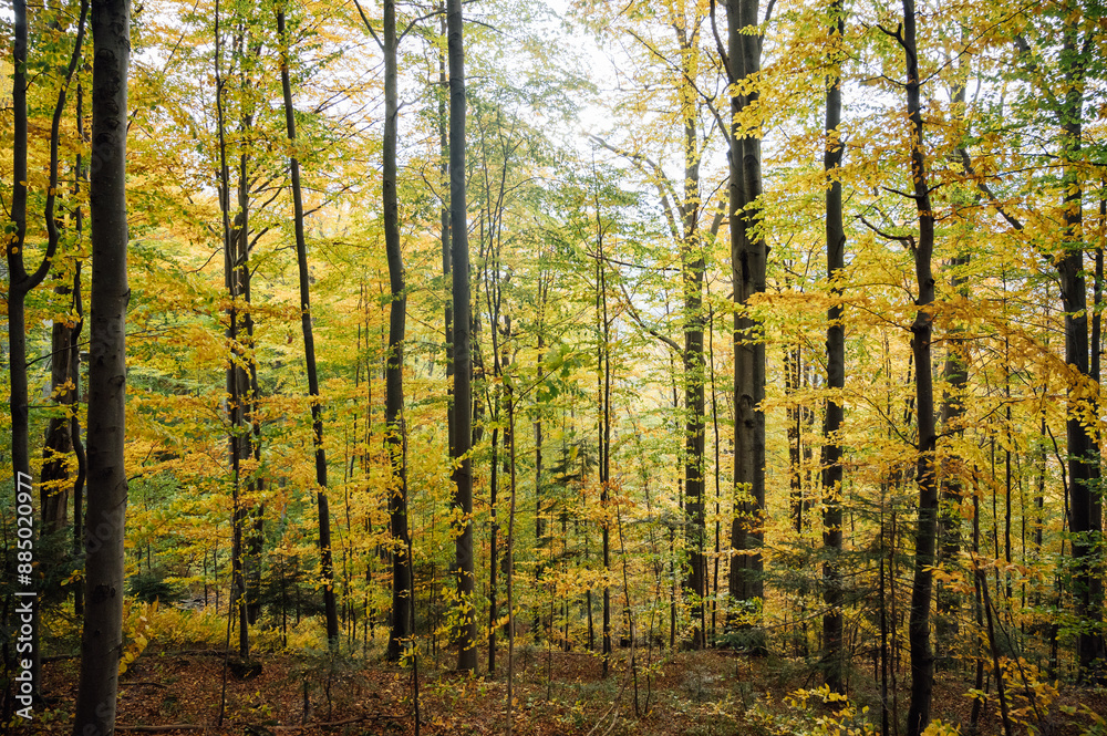 Fototapeta premium Golden autumn in the Carpathians. Mining arrays combined with trees with yellow leaves. Beautiful clouds and sun