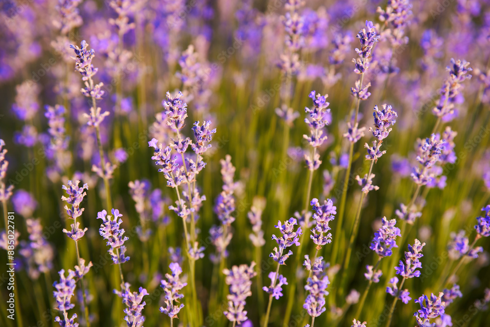 Fototapeta premium Lavender flowers in a field
