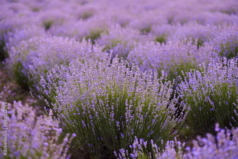 Fototapeta premium Lavender flowers in a field