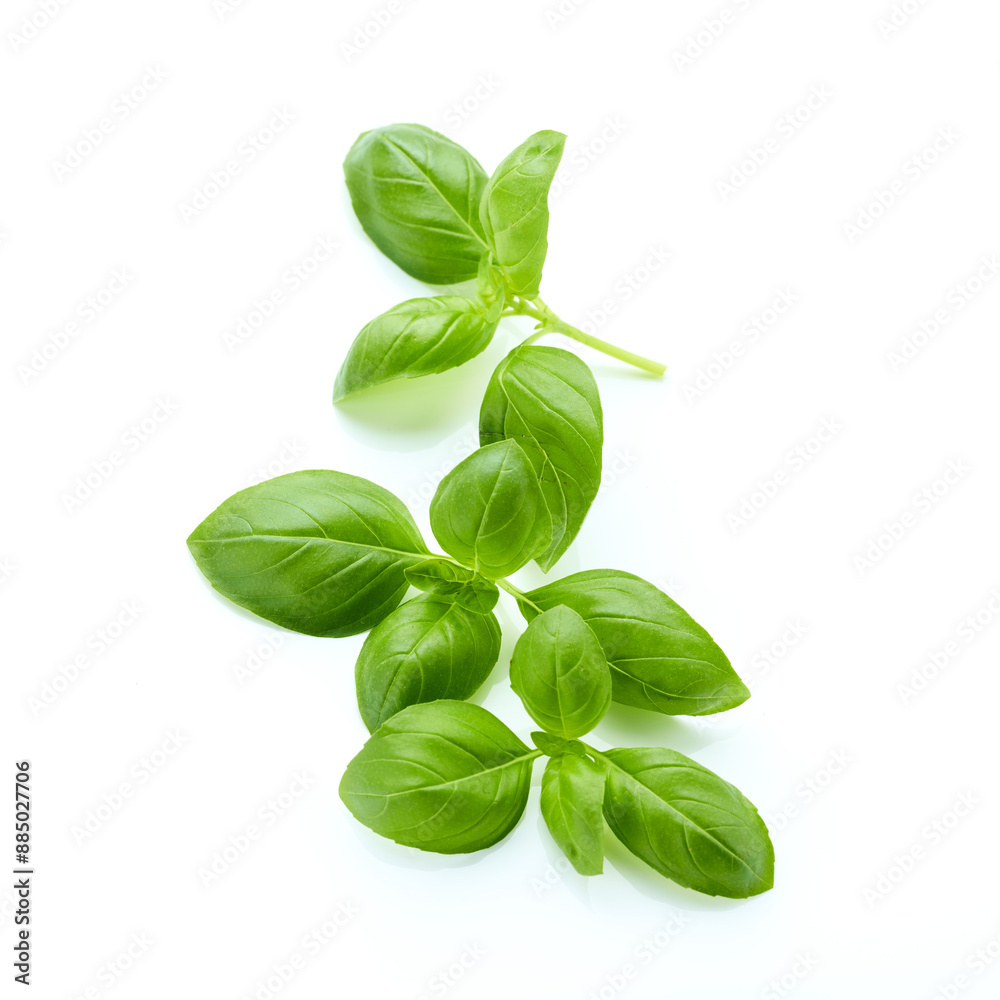Basil green leaves isolated on white background Basil green leaves isolated on white background