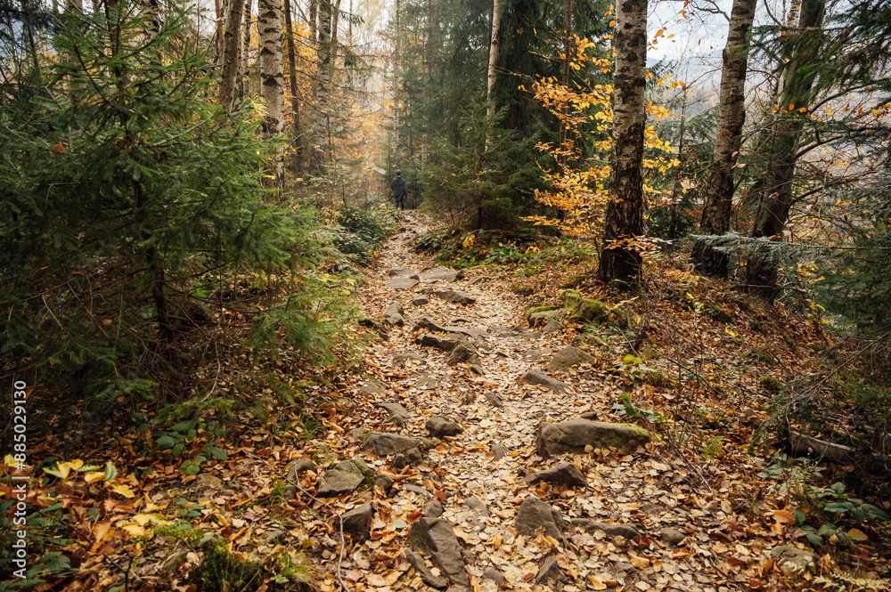 Fototapeta premium Mountain path among trees and open areas in the Carpathian Mountains. Beautiful nature landscape. Ukraine