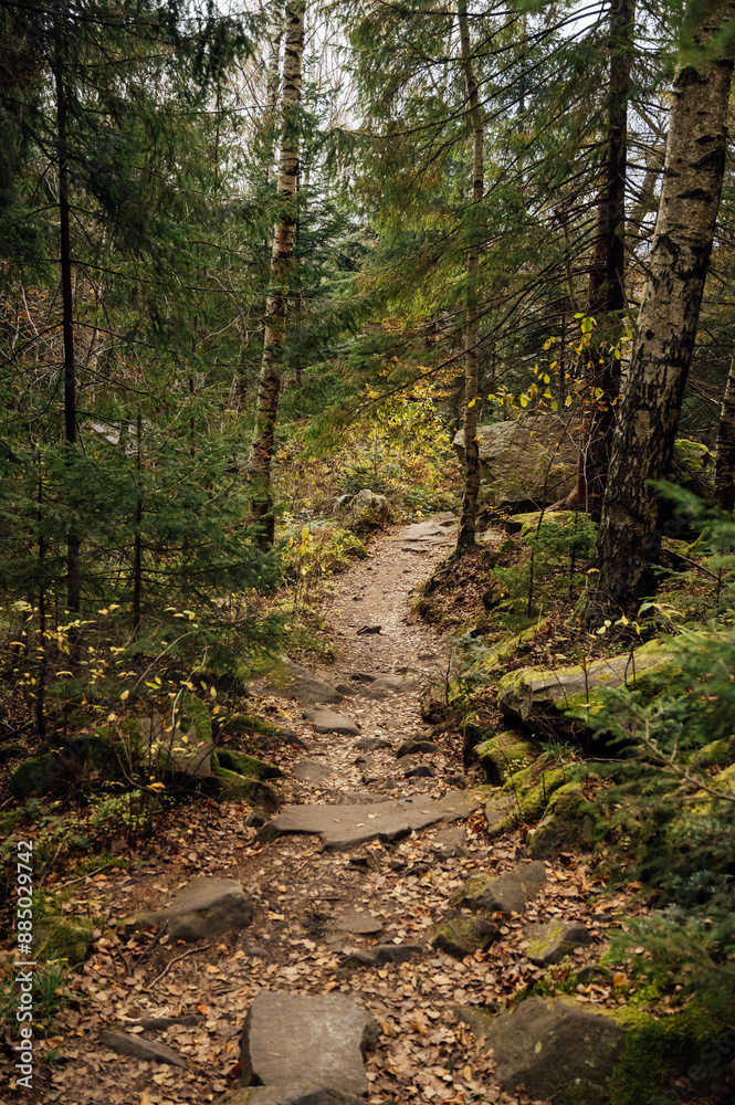 Mountain path among trees and open areas in the Carpathian Mountains. Beautiful nature landscape. Ukraine Mountain path among trees and open areas in the Carpathian Mountains. Beautiful nature landscape. Ukraine