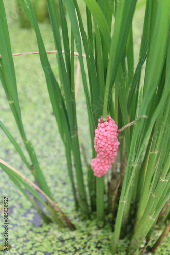 Pink apple snail eggs on rice plant