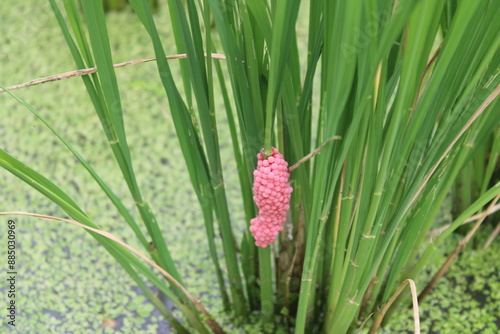 Pink apple snail eggs on rice plant