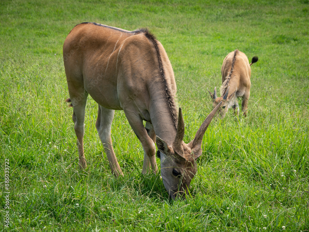 scimitar-horned oryx from Cabarceno Park (Cantabria) scimitar-horned oryx from Cabarceno Park (Cantabria)