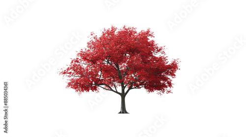 Red maple tree