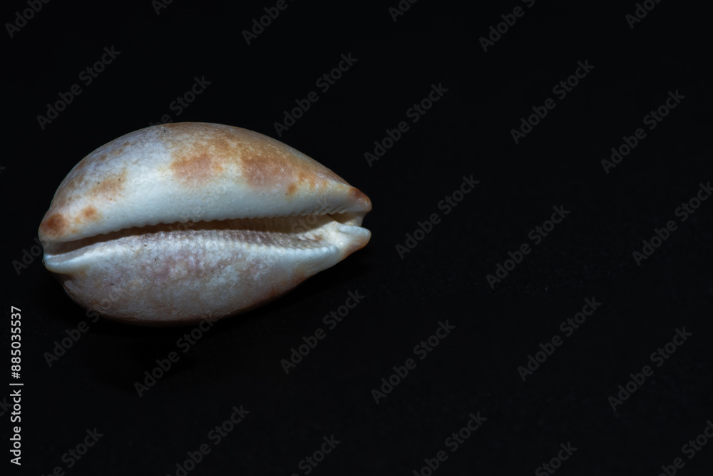 Elegance in Darkness: Conus Species on Black Background Elegance in Darkness: Conus Species on Black Background