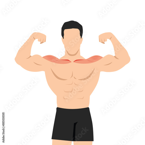 Young muscular man flexing his biceps with shoulder muscle focus. Flat vector illustration isolated on white background
