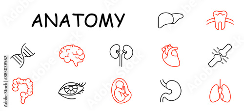 Anatomy set icon. DNA, brain, kidneys, heart, liver, teeth, intestines, eye, fetus, stomach, lungs, bones.