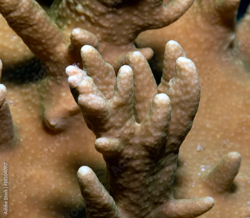 Close up view of a Sinularia Spp soft coral Boracay Island Philippines photo