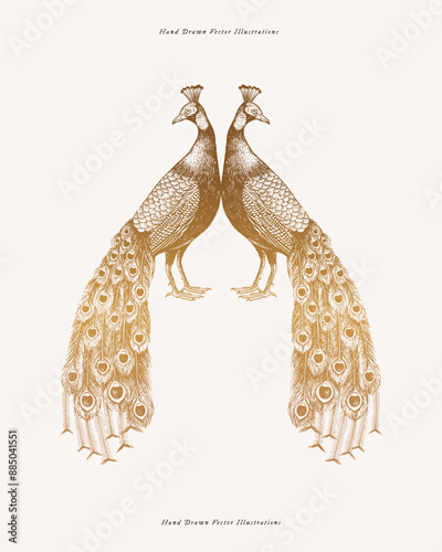 Two beautiful golden peacocks. Exotic bird in engraving style. Element for the design of postcards, books, invitations. Vector illustration on a light isolated background.