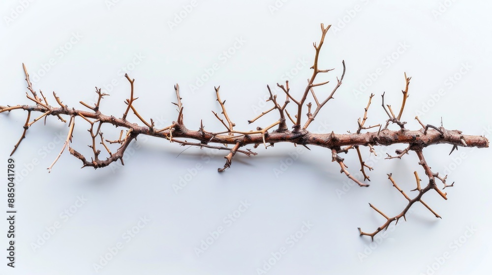 Thorny branch symbolizes financial risks and security on white background Thorny branch symbolizes financial risks and security on white background