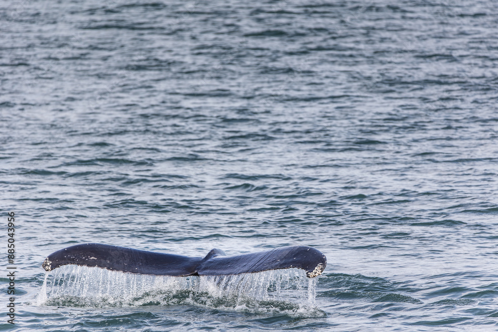 Fototapeta premium a humpback whale tail flops out of the water