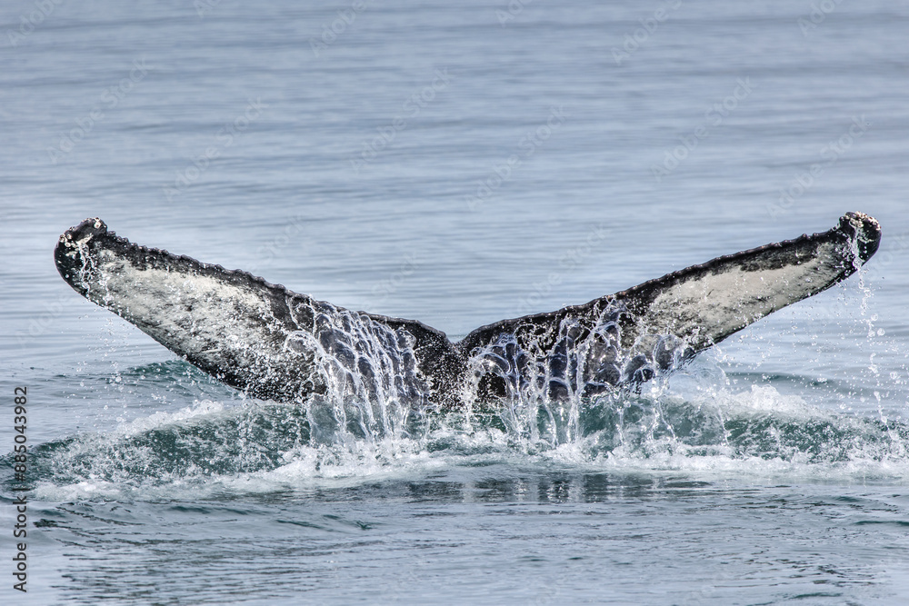 Fototapeta premium a humpback whale tail flops out of the water
