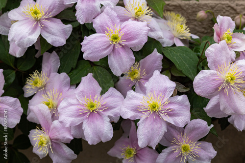 Beautiful pink Montana Clematis mayleen in the garden.