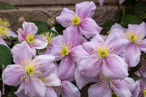 Beautiful pink Montana Clematis mayleen in the garden. photo