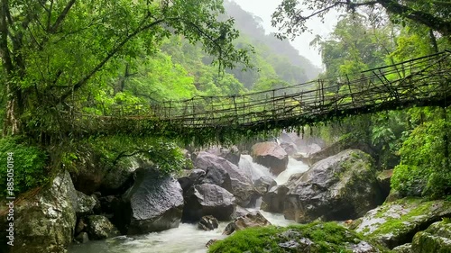 Single Living roots bridge in nongriat village in cherrapunjee meghalaya India. This bridge is formed by training tree roots over years to knit together.