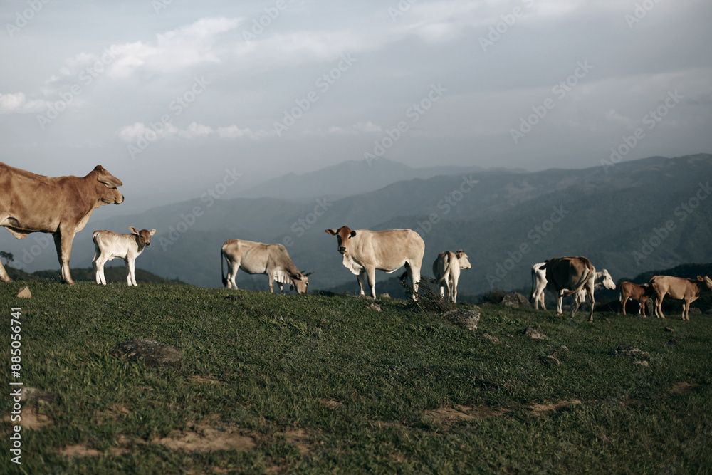 Obraz premium cows in the mountains
