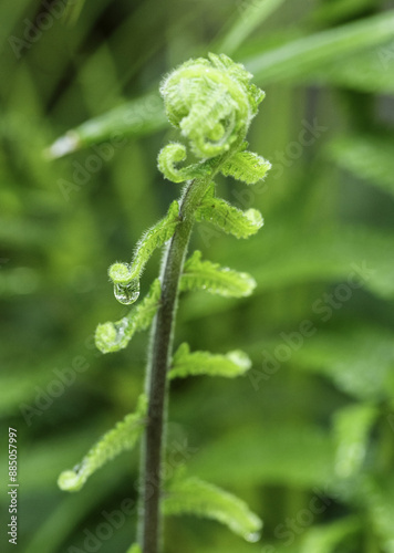 Close-up and spring view of water drop on the leaf of a bracken with stem, South Korea
 photo