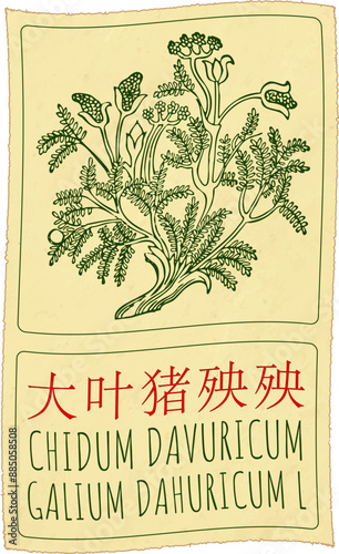 Vector drawing CHIDUM DAVURICUM in Chinese. Hand drawn illustration. The Latin name is GALIUM DAHURICUM L.
