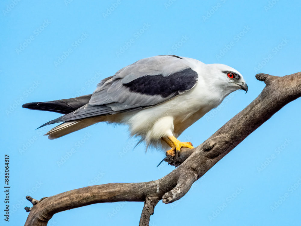 Black-shouldered Kite in South Australia Black-shouldered Kite in South Australia