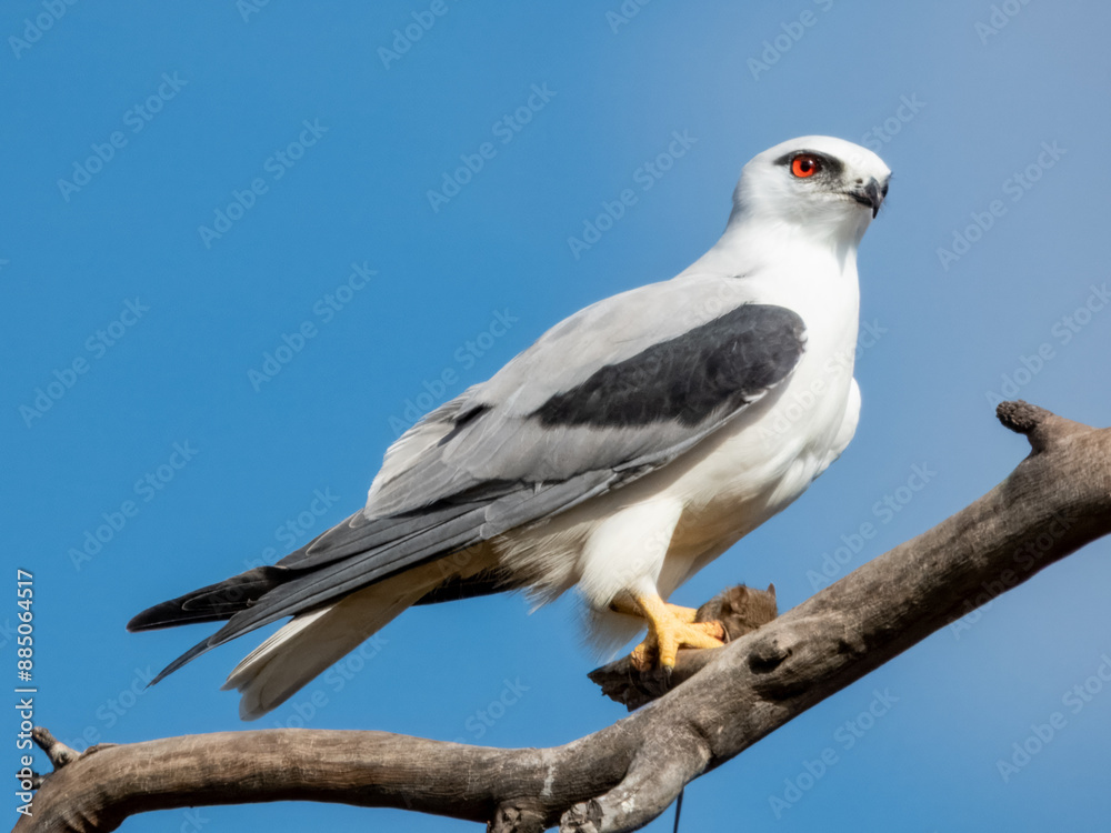 Black-shouldered Kite in South Australia Black-shouldered Kite in South Australia