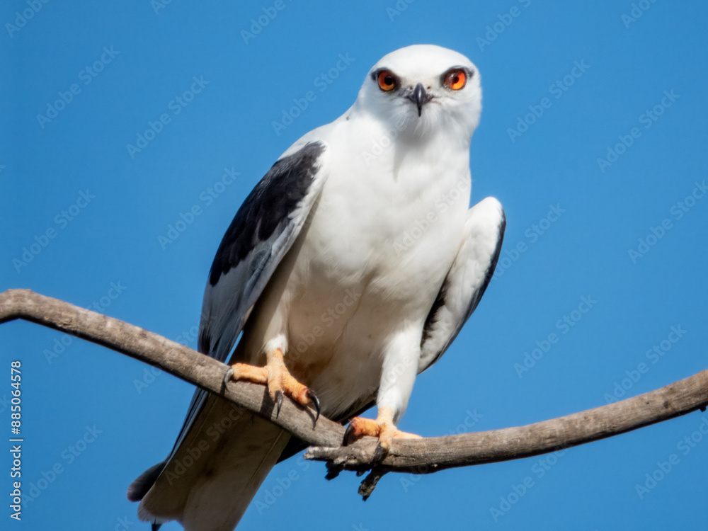 Black-shouldered Kite in South Australia Black-shouldered Kite in South Australia